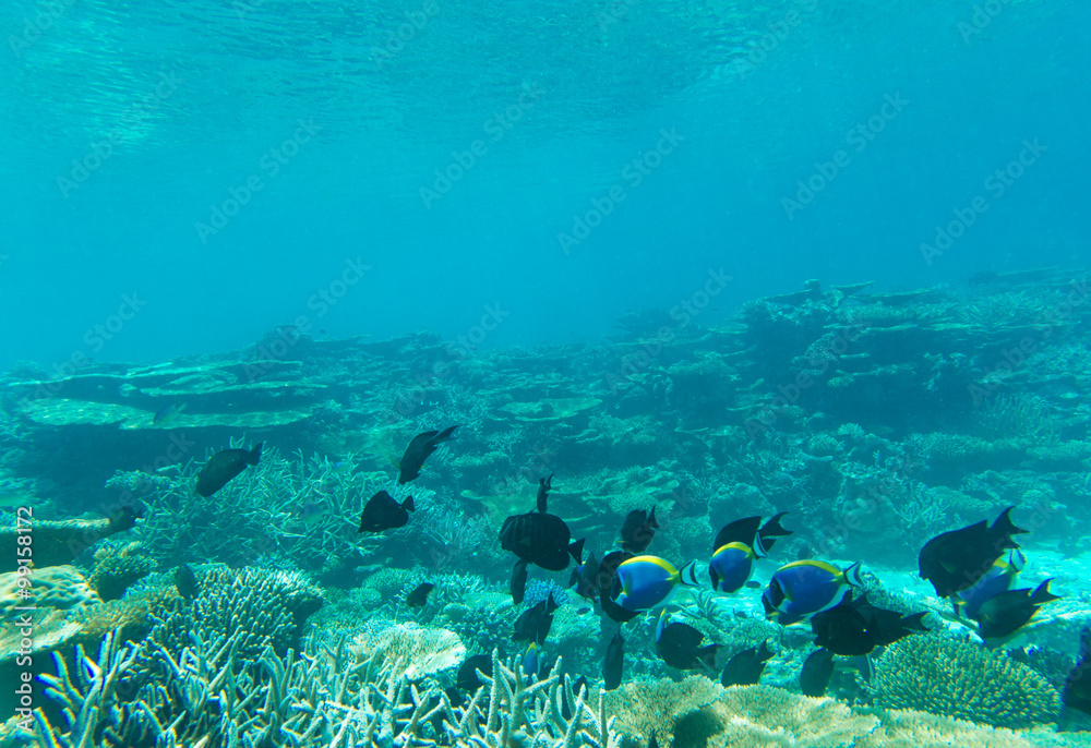 Obraz premium Tranquil underwater scene with copy space