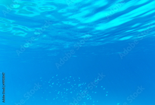 Tranquil underwater scene with copy space © Pakhnyushchyy