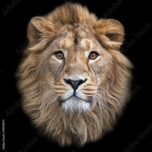 The face of an Asian lion, isolated on black background. The King of beasts, biggest cat of the world, looking straight into the camera. The most dangerous and mighty predator of the world.