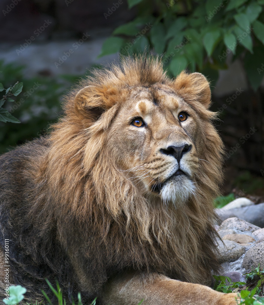 Look up of an Asian lion, lying among rocks and greenary. The King of beasts, biggest cat of the world. The most dangerous and mighty predator of the world. Wild beauty of the nature. Look up of an Asian lion, lying among rocks and greenary. The King of beasts, biggest cat of the world. The most dangerous and mighty predator of the world. Wild beauty of the nature.