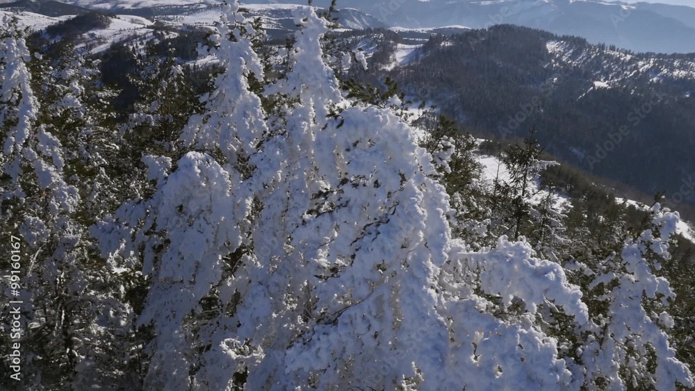 Aerial view trees covered with snow at mountain.
Aerial view trees covered with snow at mountain.