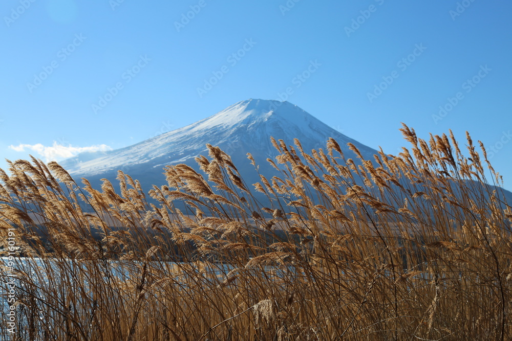 Fototapeta premium 富士山
