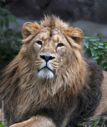 Calm look of an Asian lion. The King of beasts  biggest cat of the world  looking into the camera. The most dangerous and mighty predator of the world. Wild beauty of the nature.