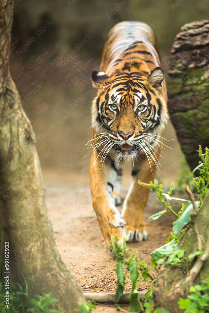 Fototapeta premium Closeup of a Siberian tiger also know as Amur tiger 