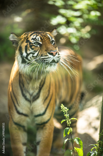 Fototapeta Naklejka Na Ścianę i Meble -  Closeup of a Siberian tiger also know as Amur tiger 