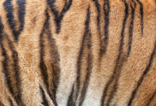 Side of a Siberian tiger body. Natural striped pattern on the orange tiger skin. Texture background of the most beautiful animal. Grace of the wildlife.