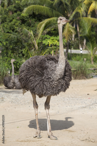 Ostrich in nature, close up