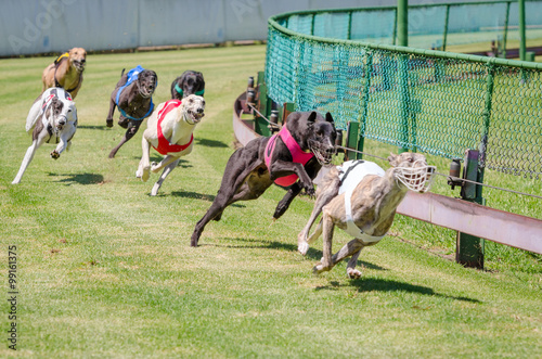 Obraz na plátně Greyhound racing