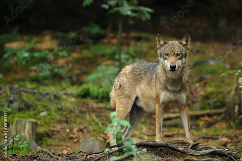 The gray wolf  canis lupus 