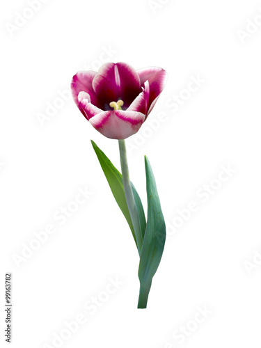 Fototapeta Naklejka Na Ścianę i Meble -  Dark tulip Negretti