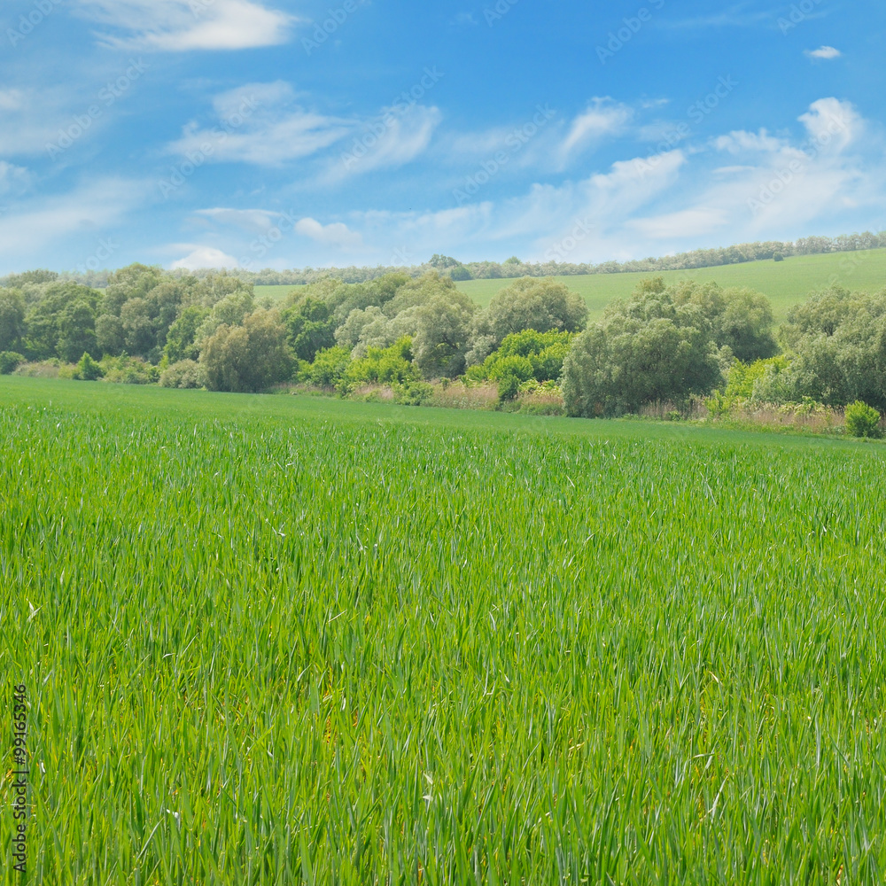 Fototapeta premium green field and blue sky with light clouds