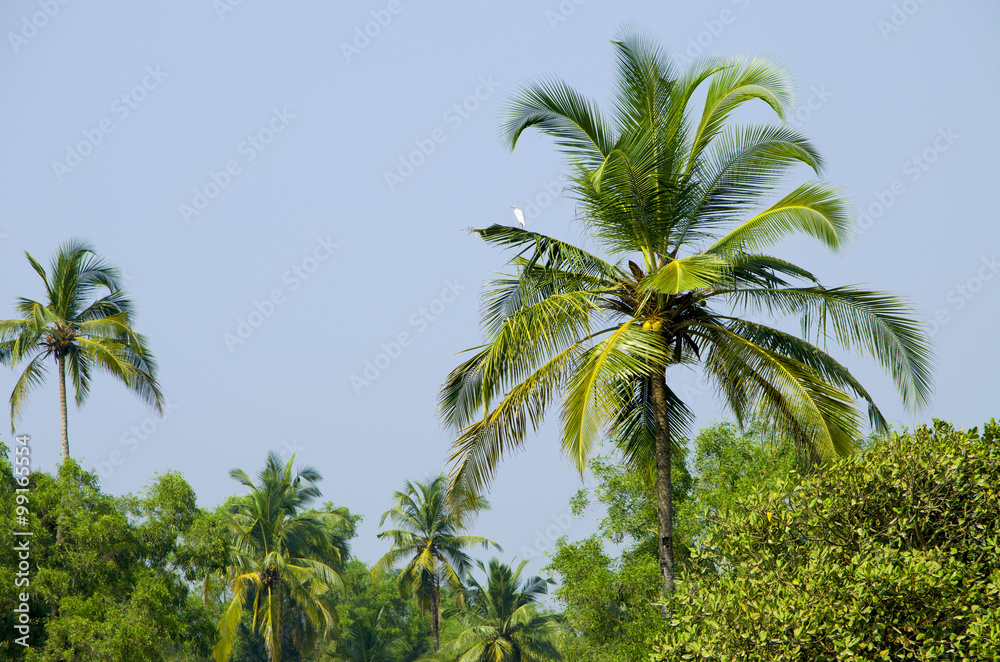 Fototapeta premium palm grove in India