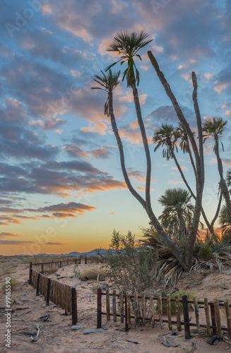Savannah valley of Arava with endemic doum palms near the border between Jord...