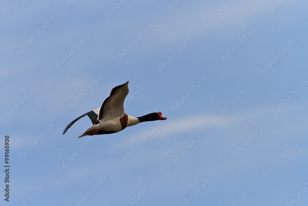Common Shelduck Tadorna tadorna