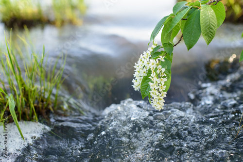 Spring background bird cherry at water