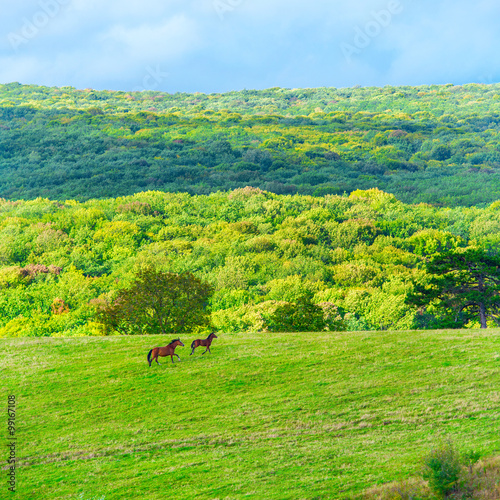 Fototapeta Naklejka Na Ścianę i Meble -  Two horses on green field