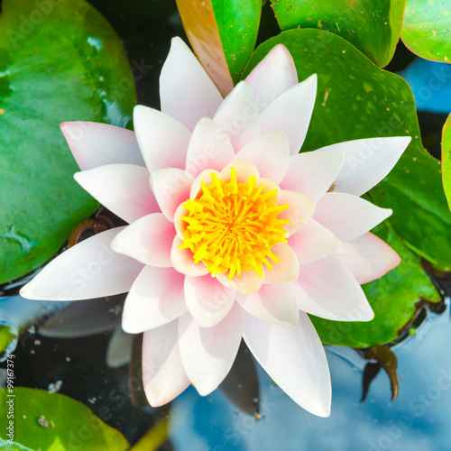 Fototapeta Naklejka Na Ścianę i Meble -  White flower- water lilly