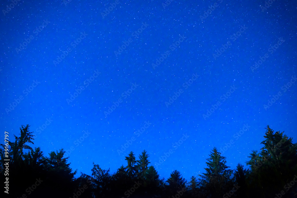 Naklejka premium Dark blue night pine trees over sky
