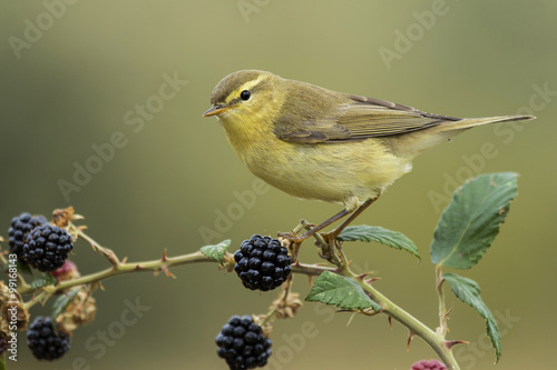 Warbler(Phylloscopus trochilus), perched on a blackberry