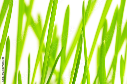 Green grass over white background. Spring theme.