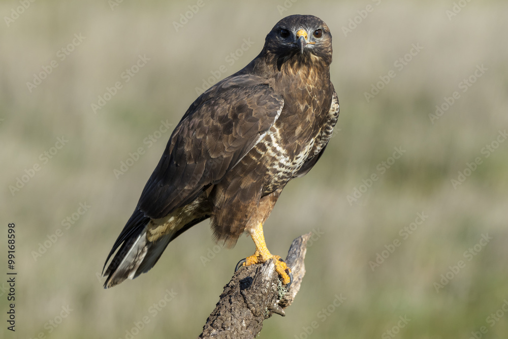 Obraz premium Buzzard, ( Buteo buteo ), perched on his perch