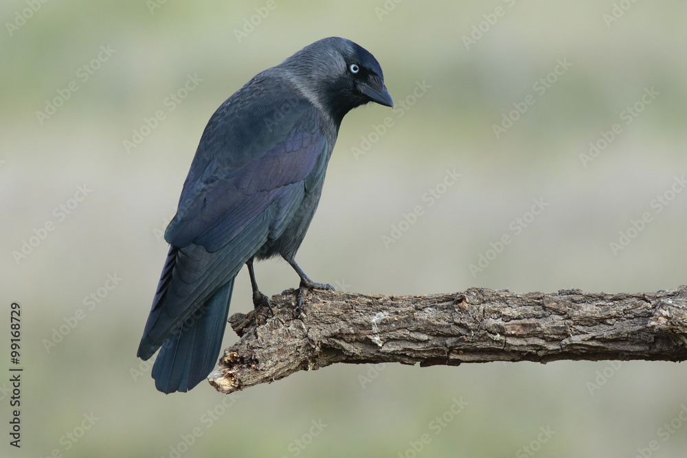 Western Jackdaw,( Corvus monedula ) , perched on a tree branch Western Jackdaw,( Corvus monedula ) , perched on a tree branch