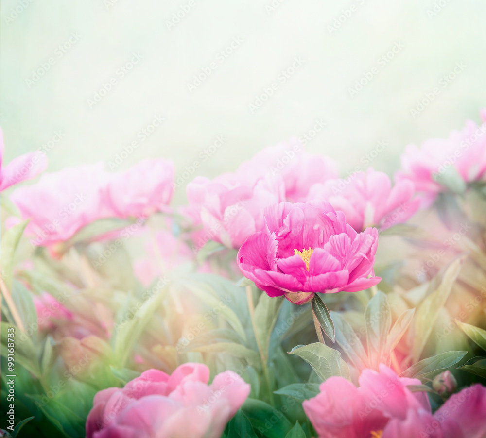 Pink peonies plant in garden or park. Soft focus Pink peonies plant in garden or park. Soft focus