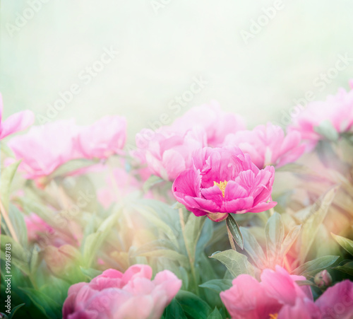 Pink peonies plant in garden or park. Soft focus