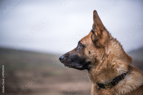 Fototapeta Naklejka Na Ścianę i Meble -  K9 working security dog portrait