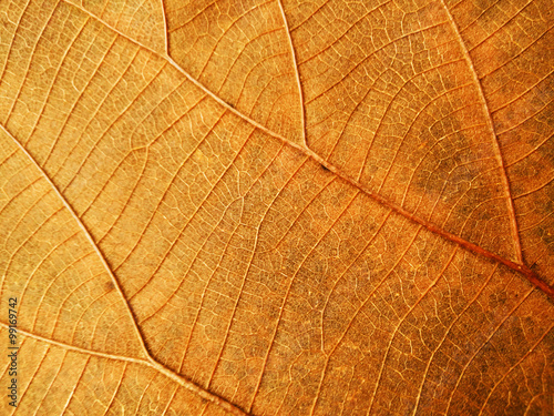  Leaves texture