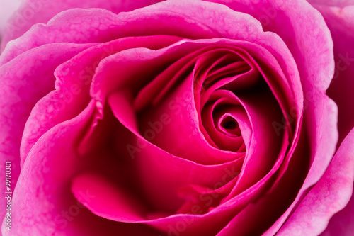 beautiful pink rose macro