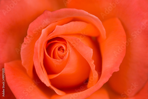 beautiful rose macro