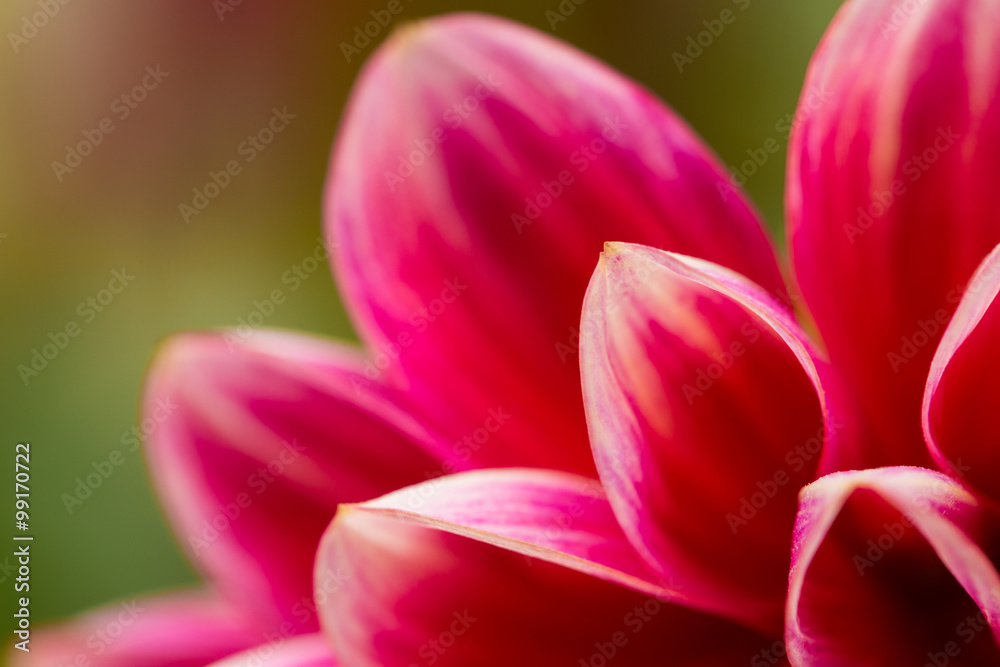 Abstract petals of a flower Abstract petals of a flower