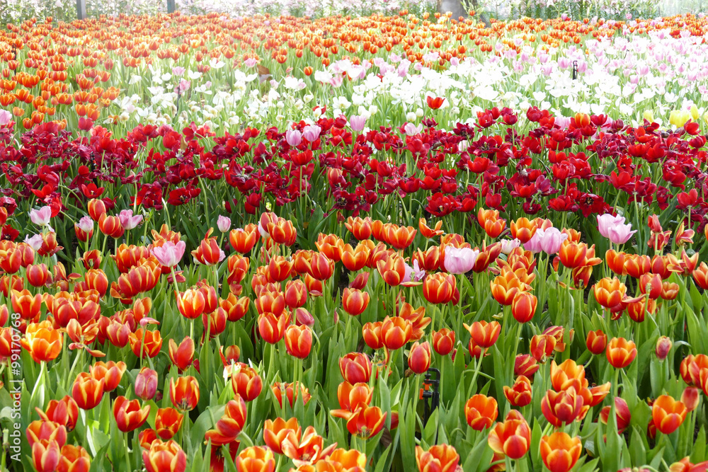 blooming tulip flower at the flowerbed