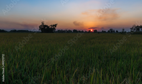 sunset with rice field © kwanchaichaiudom