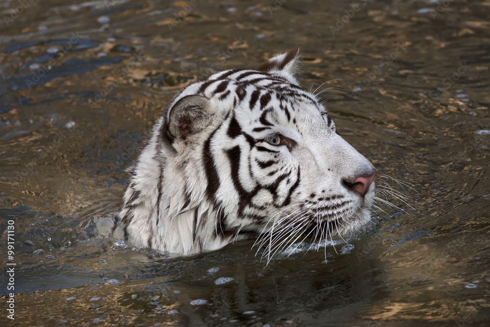 Fototapeta premium Side face portrait of a bathing white bengal tiger