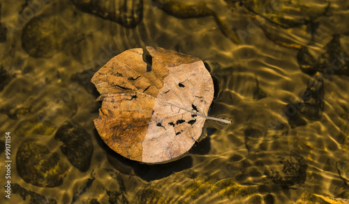 Design formed by ripple, light, leaf and colors in water of a st photo