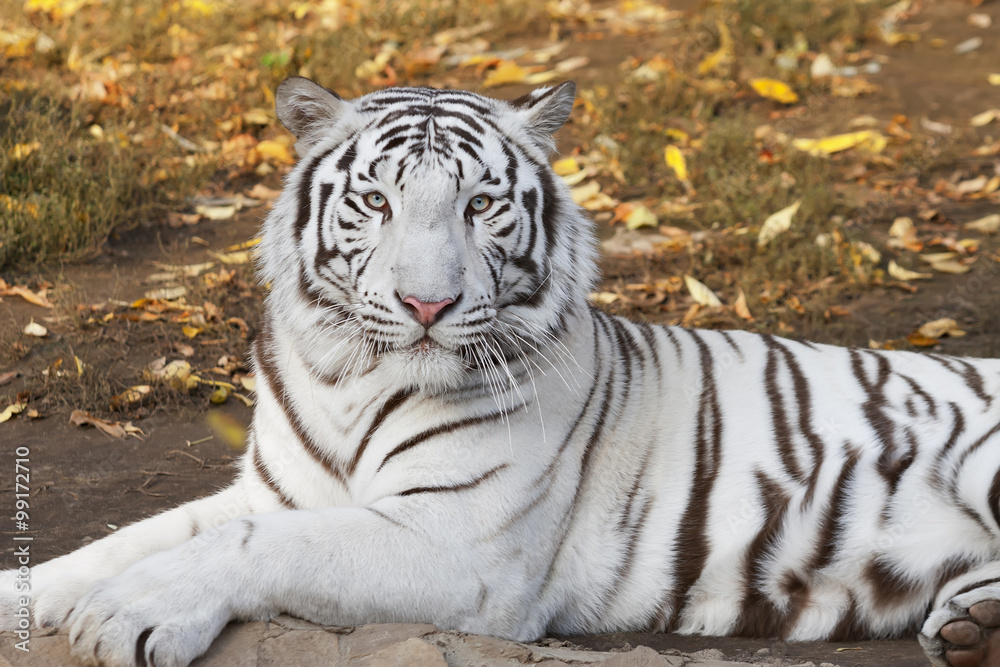 Fototapeta premium Lying white bengal tiger among fallen leaves