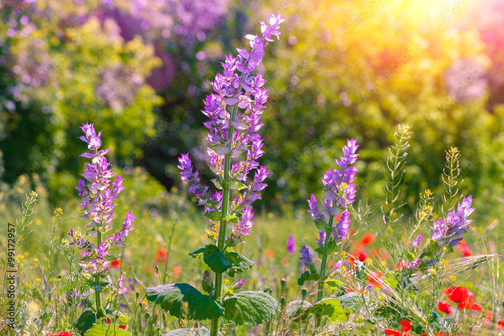Obraz premium Wild flower field in summer