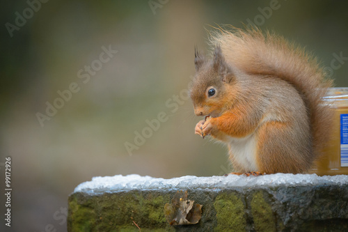 Red Squirrel © andyastbury