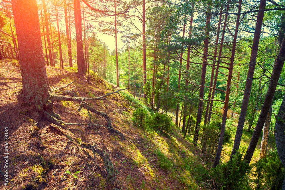 Fototapeta premium Sunset in pine forest