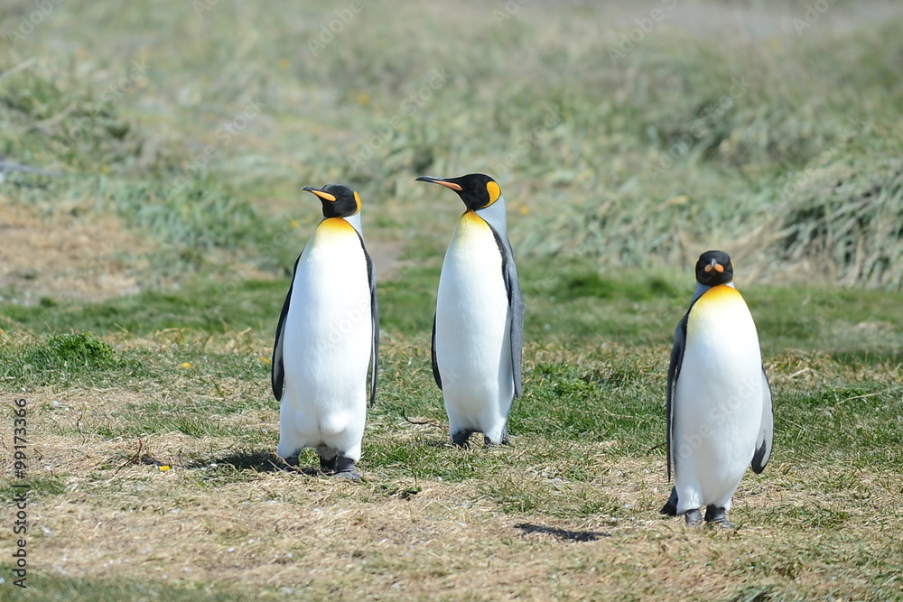 Fototapeta premium King penguins on the Bay of Inutil.