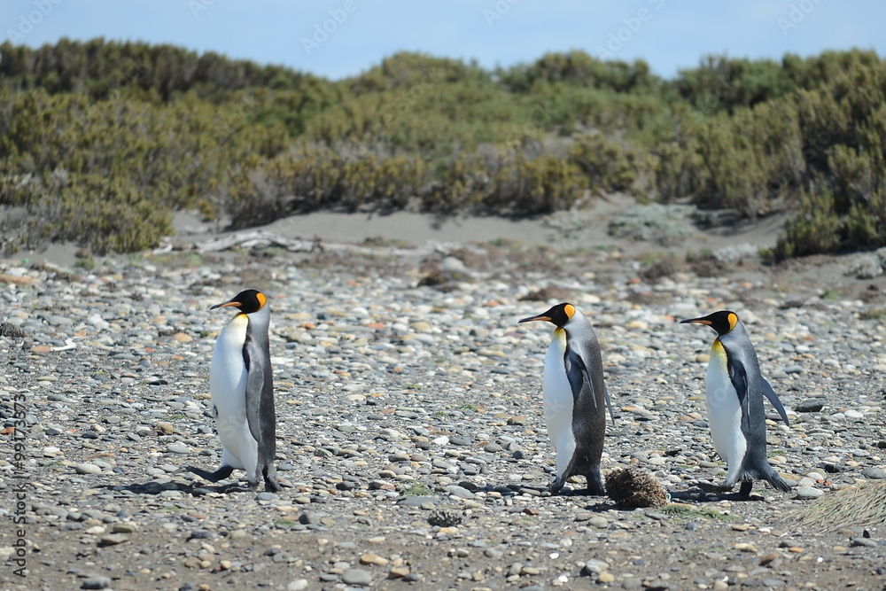 Fototapeta premium King penguins on the Bay of Inutil.