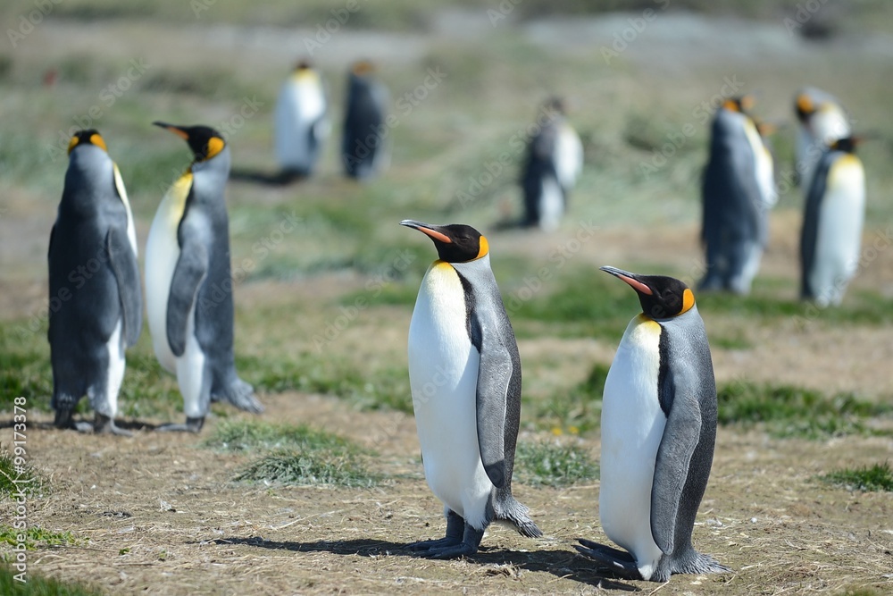 Fototapeta premium King penguins on the Bay of Inutil.