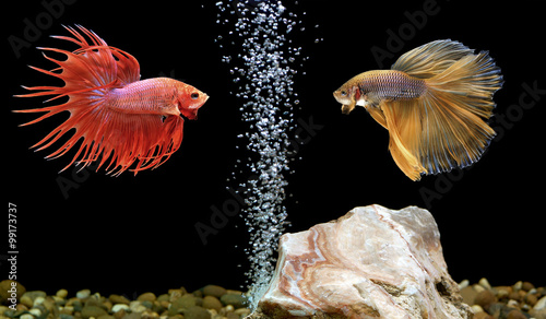 betta fish, siamese fighting fish in aquarium