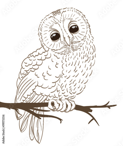 owl sitting on a twig hand drawing. vector
