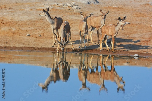 Kudus (Strepsicerus) am Wasserloch im Etosha Nationalpark photo