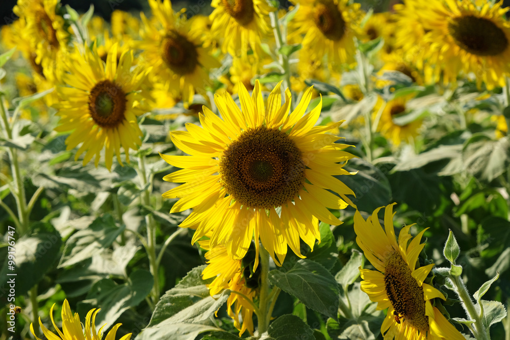 Obraz premium Sunflower field