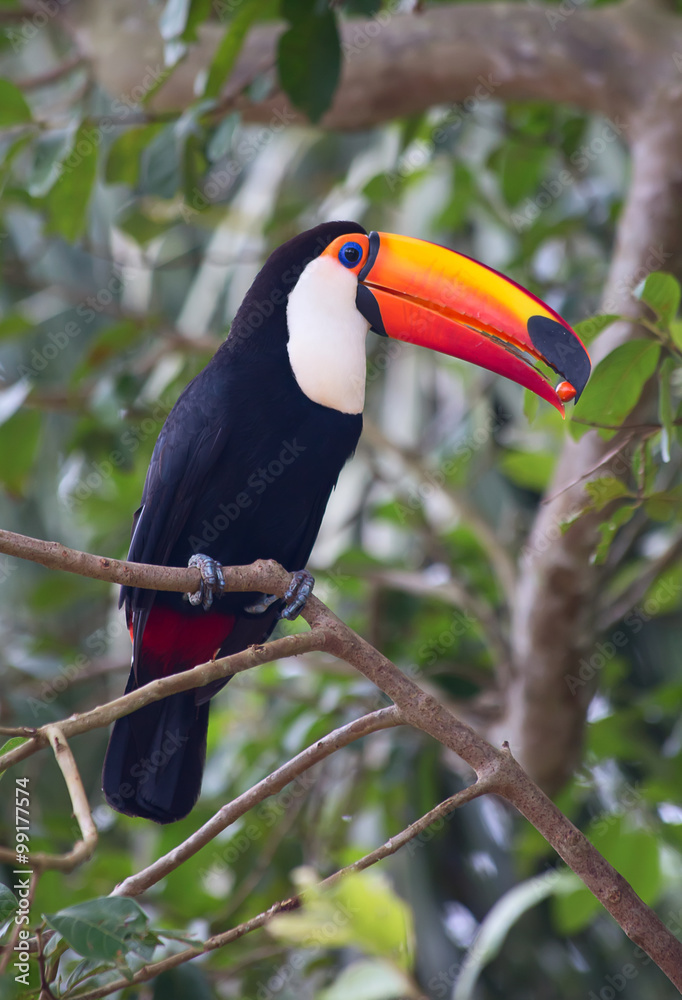 Obraz premium Colorful tucan