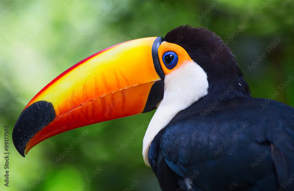 Colorful tucan